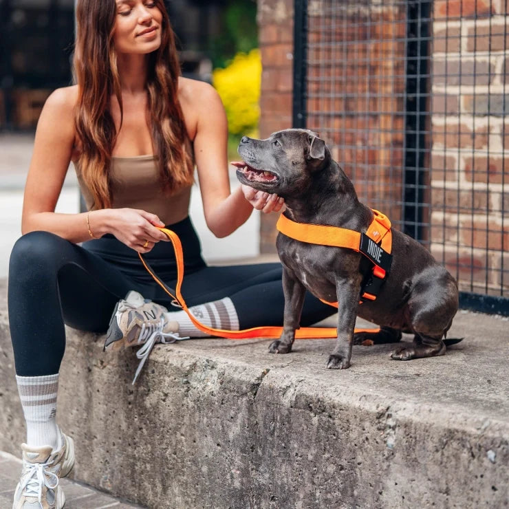 Personalised Dog Harness - Hi-vis Orange