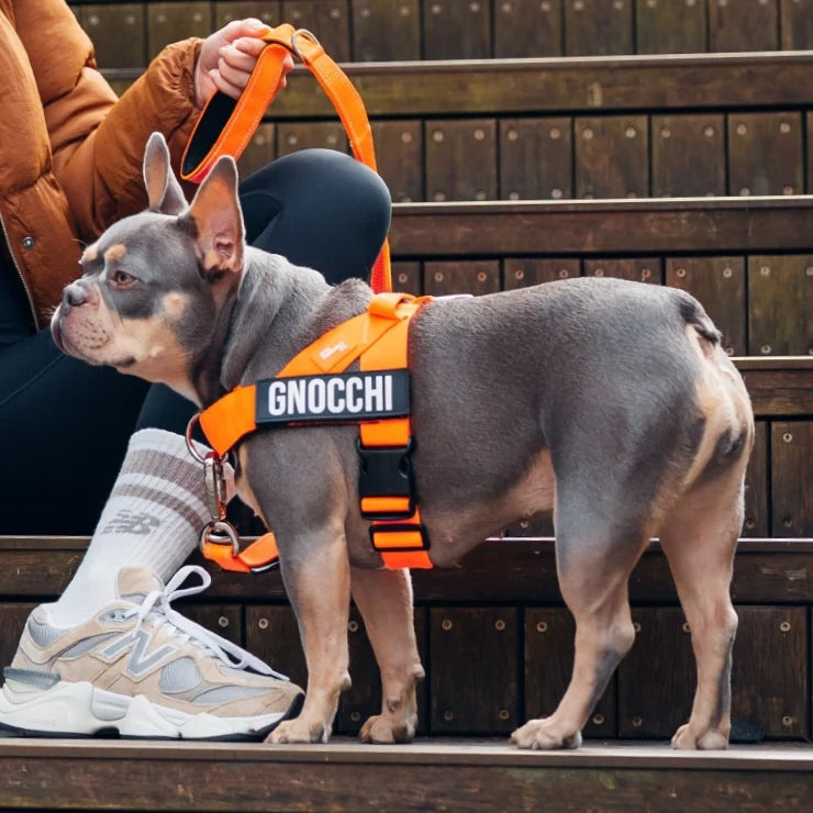Personalised Dog Harness - Hi-vis Orange