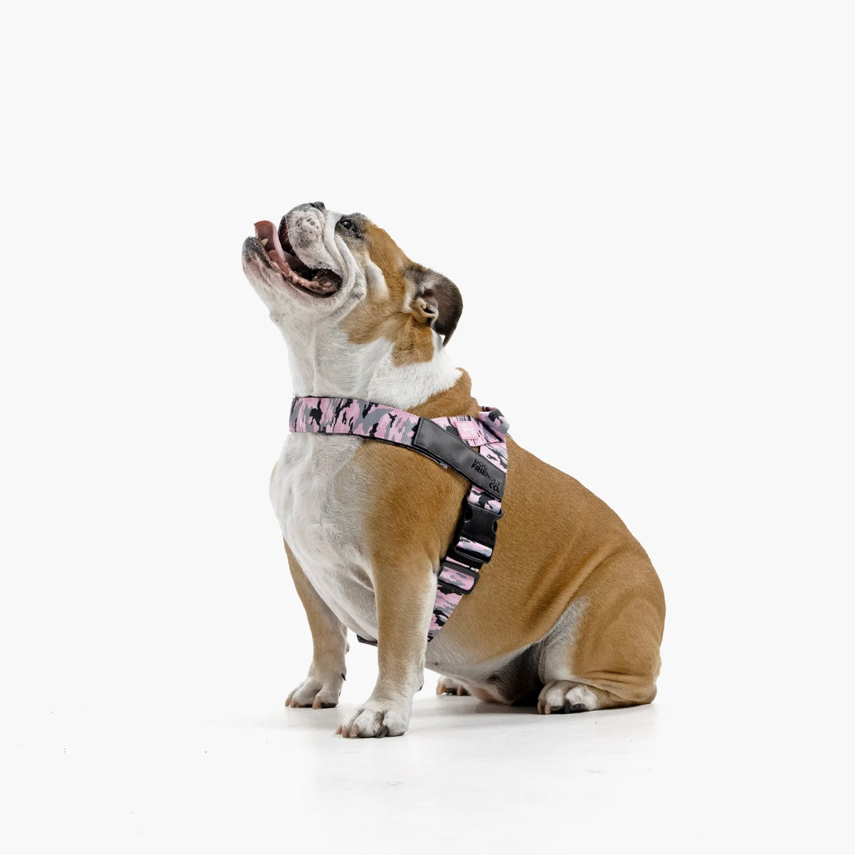 Dog wearing a Pink Camo personalised harness shown from the side.