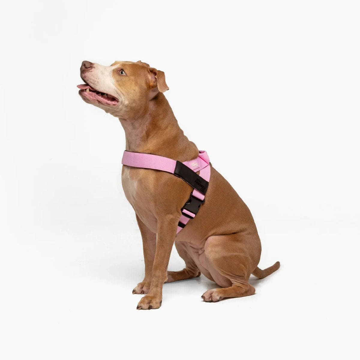 Dog wearing a Pink personalised harness shown from the side.