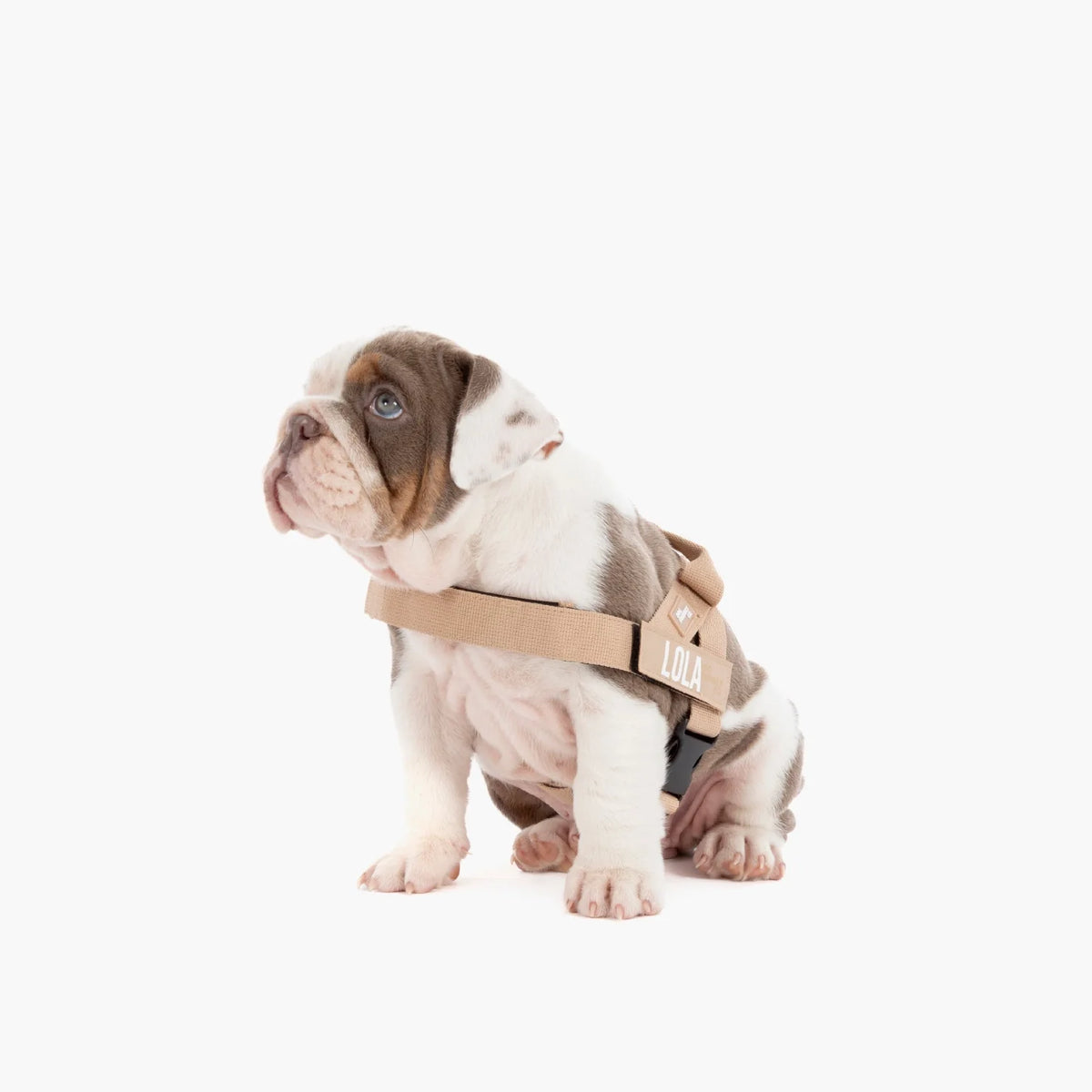 Dog wearing a Brown personalised harness shown from the side.