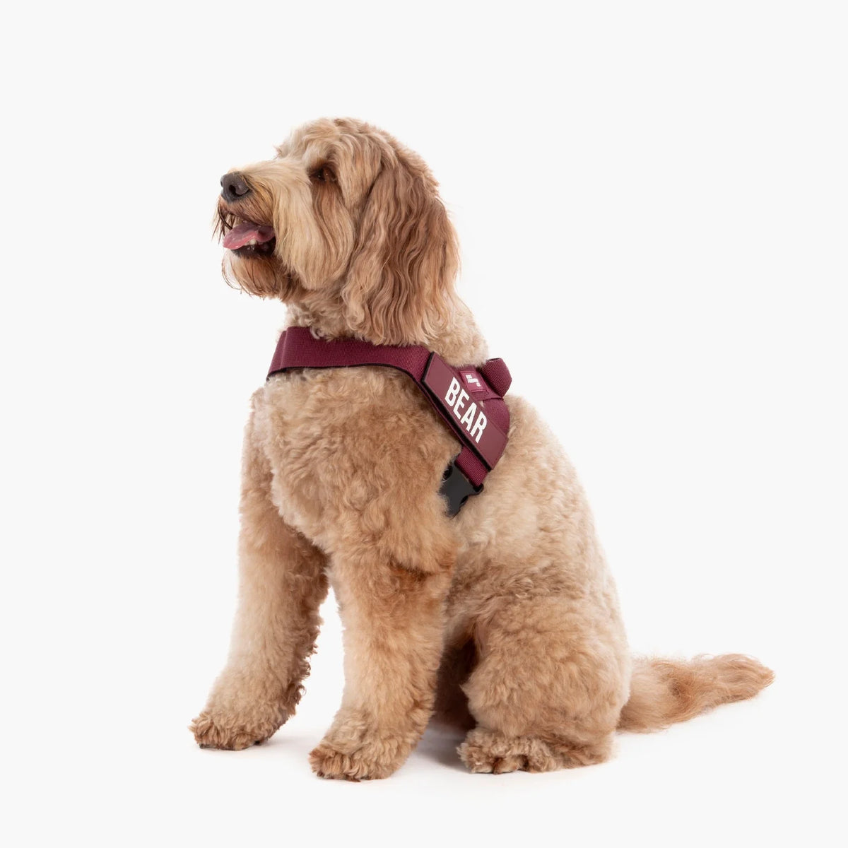 Dog wearing a Burgundy personalised harness shown from the side.