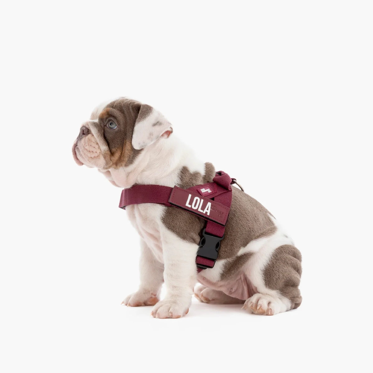 Dog wearing a Burgundy personalised harness shown from the side.