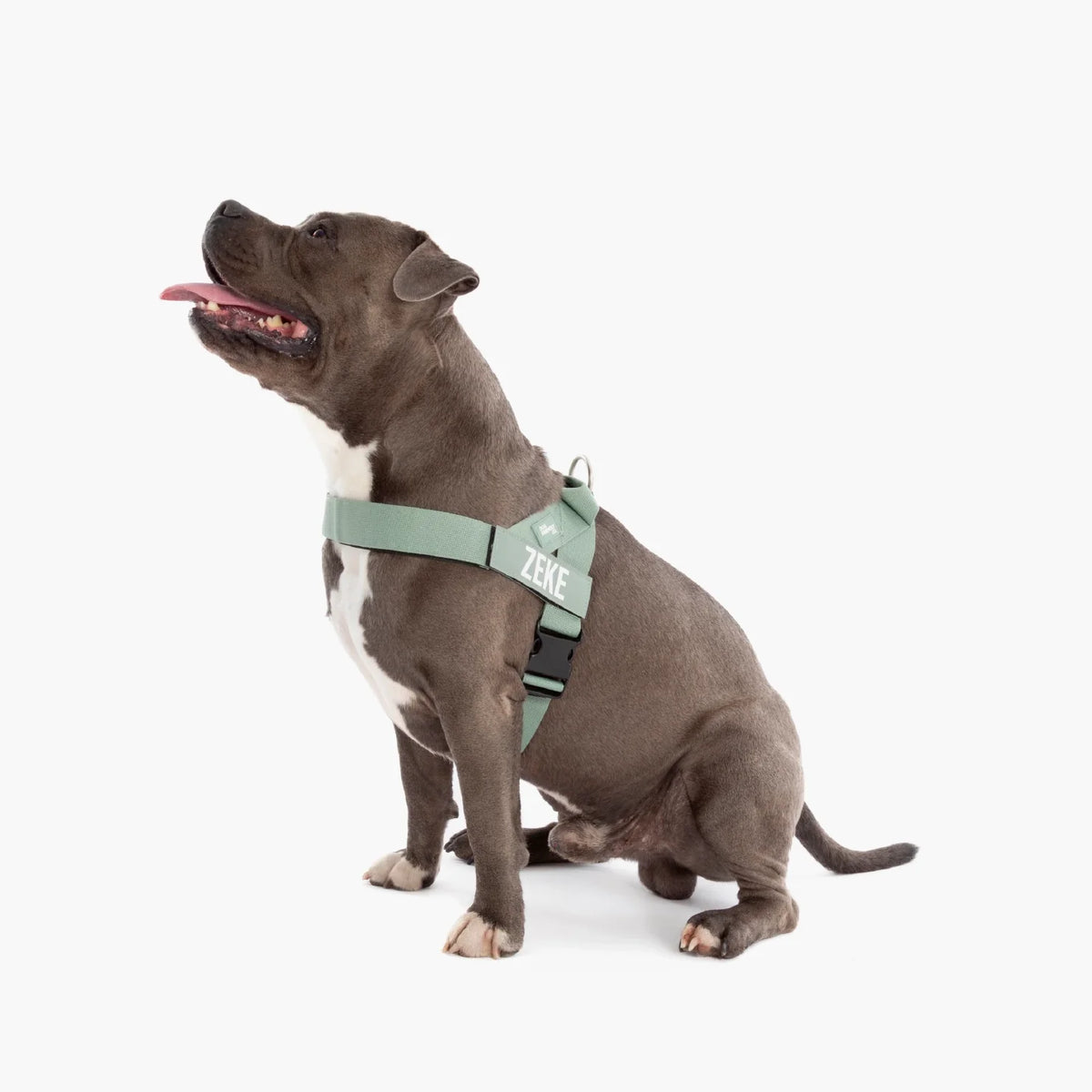 Dog wearing a Khaki personalised harness shown from the side.