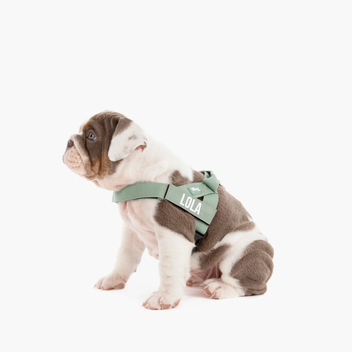 Dog wearing a Khaki personalised harness shown from the side.