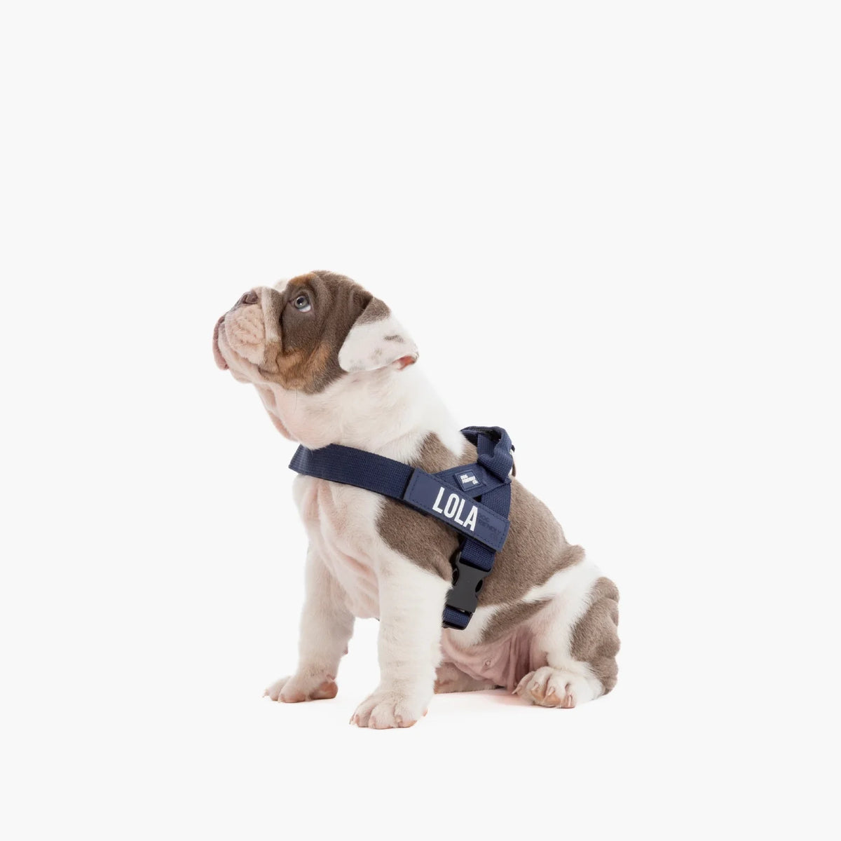 Dog wearing a Navy Blue personalised harness shown from the side.