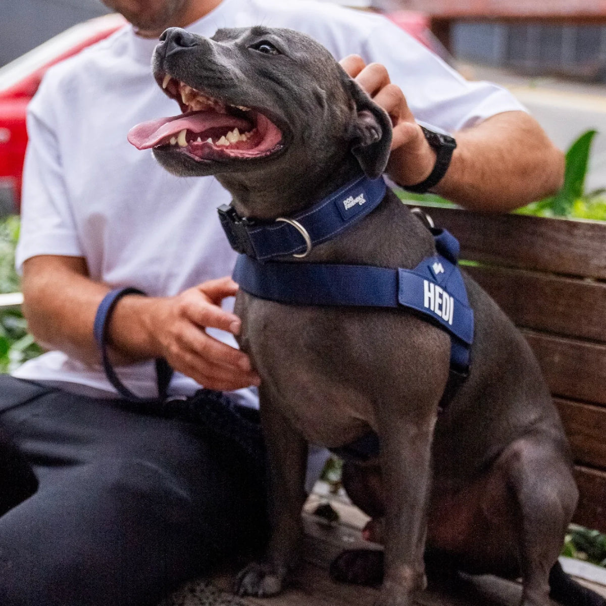 Dog wearing a Navy Blue personalised harness shown from the side with the Navy Blue Tactical Collar.