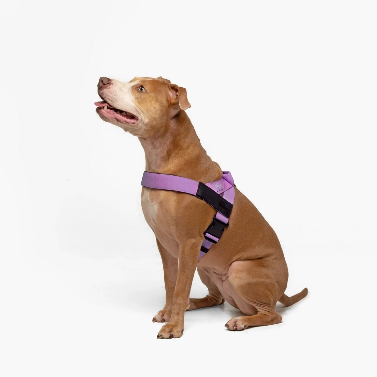 Dog wearing a Purple personalised harness shown from the side.