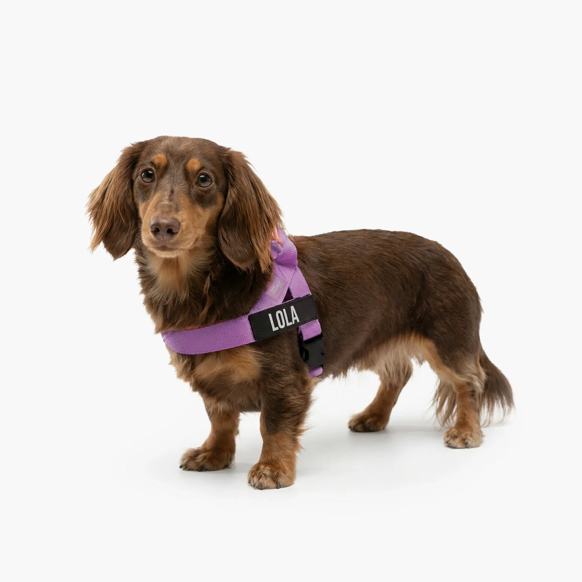 Dog wearing a Purple personalised harness shown from the side.