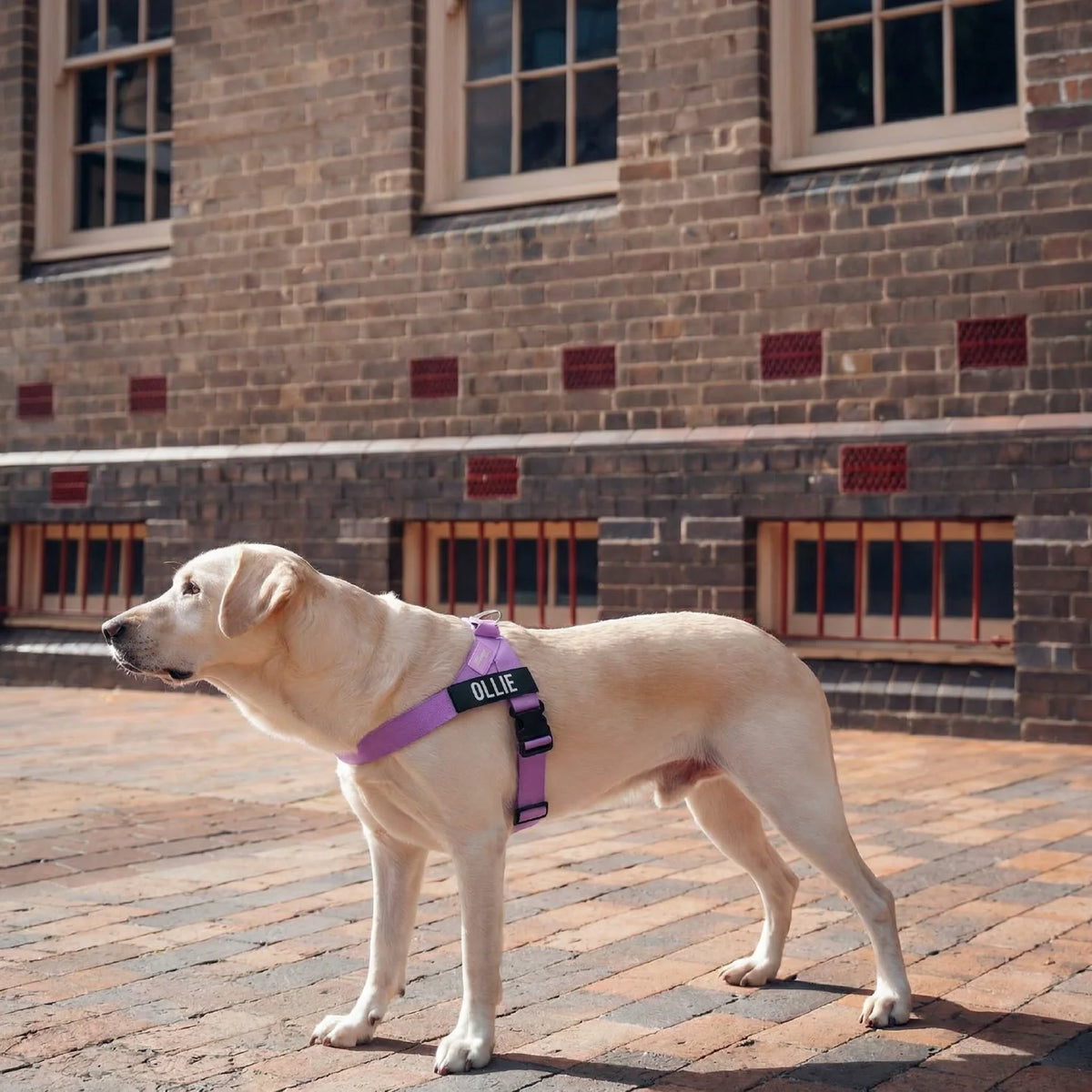 Dog wearing a Purple personalised harness shown from the side.