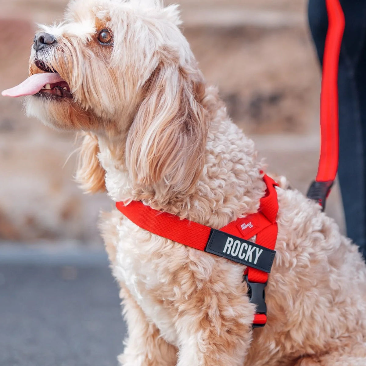 Dog wearing a Red personalised harness shown from the side with the Red Bungee Leash.