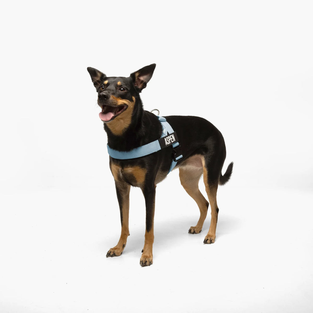 Dog wearing a Sky Blue personalised harness shown from the side.