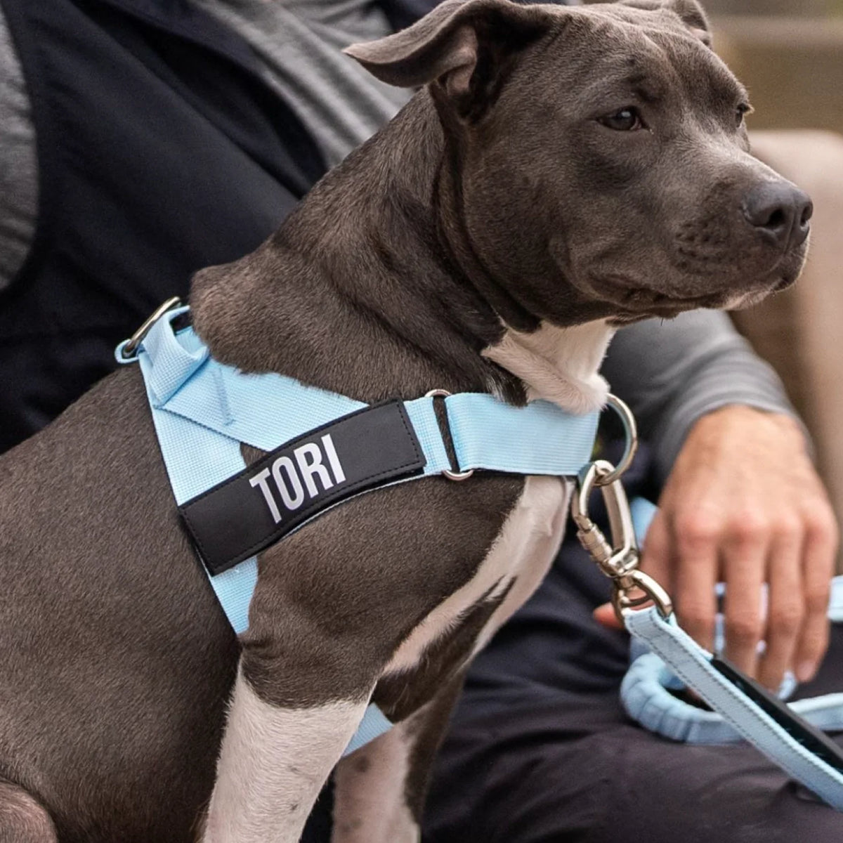 Dog wearing a Sky Blue personalised harness shown from the side with the Front No-Pull D-ring.