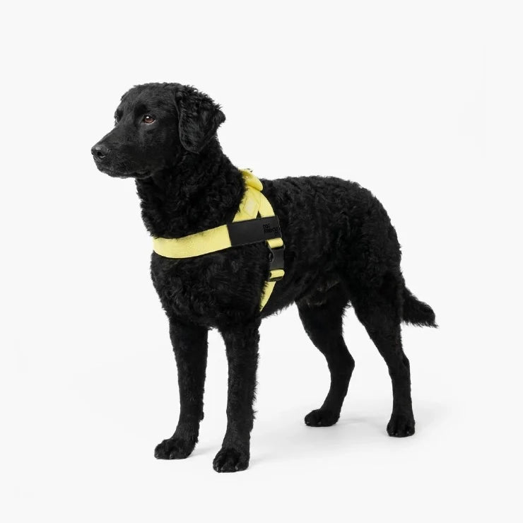 Personalised Dog Harness - Yellow