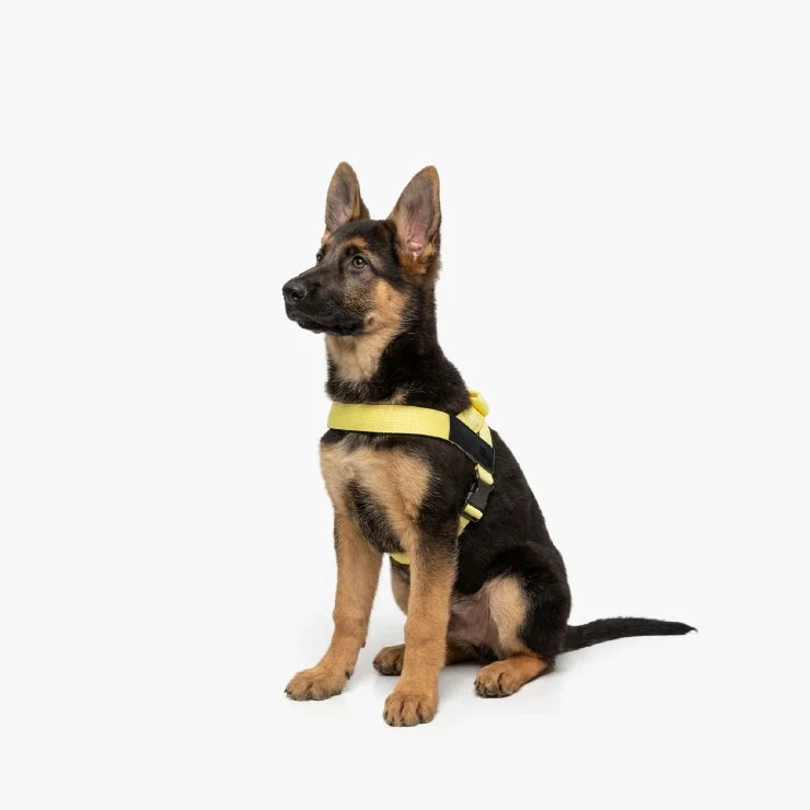 Personalised Dog Harness - Yellow