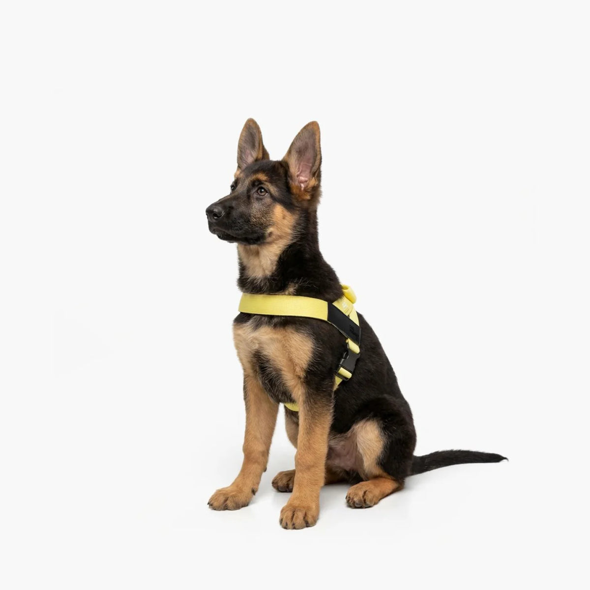 Dog wearing a Yellow personalised harness shown from the side.