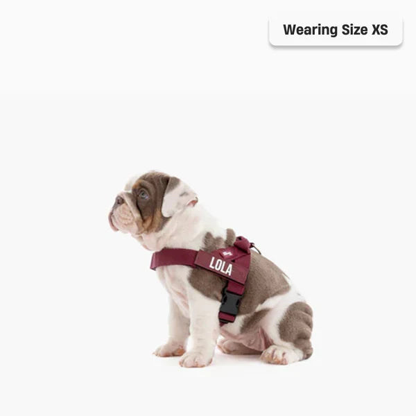 Dog Harness + FREE D-ring