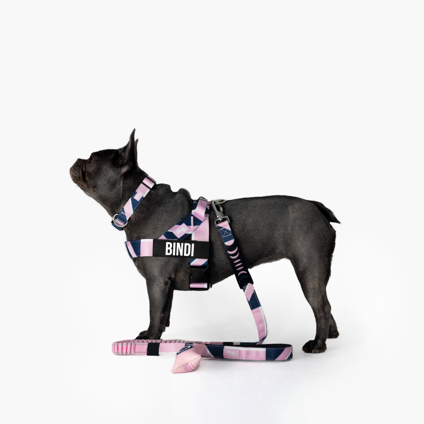 Bungee Dog Leash