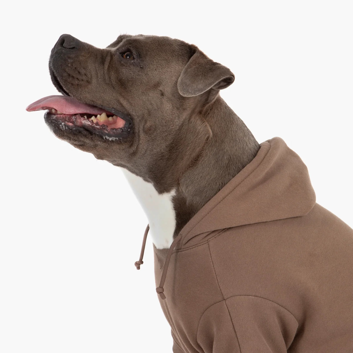 Signature Dog Hoodies - Brown