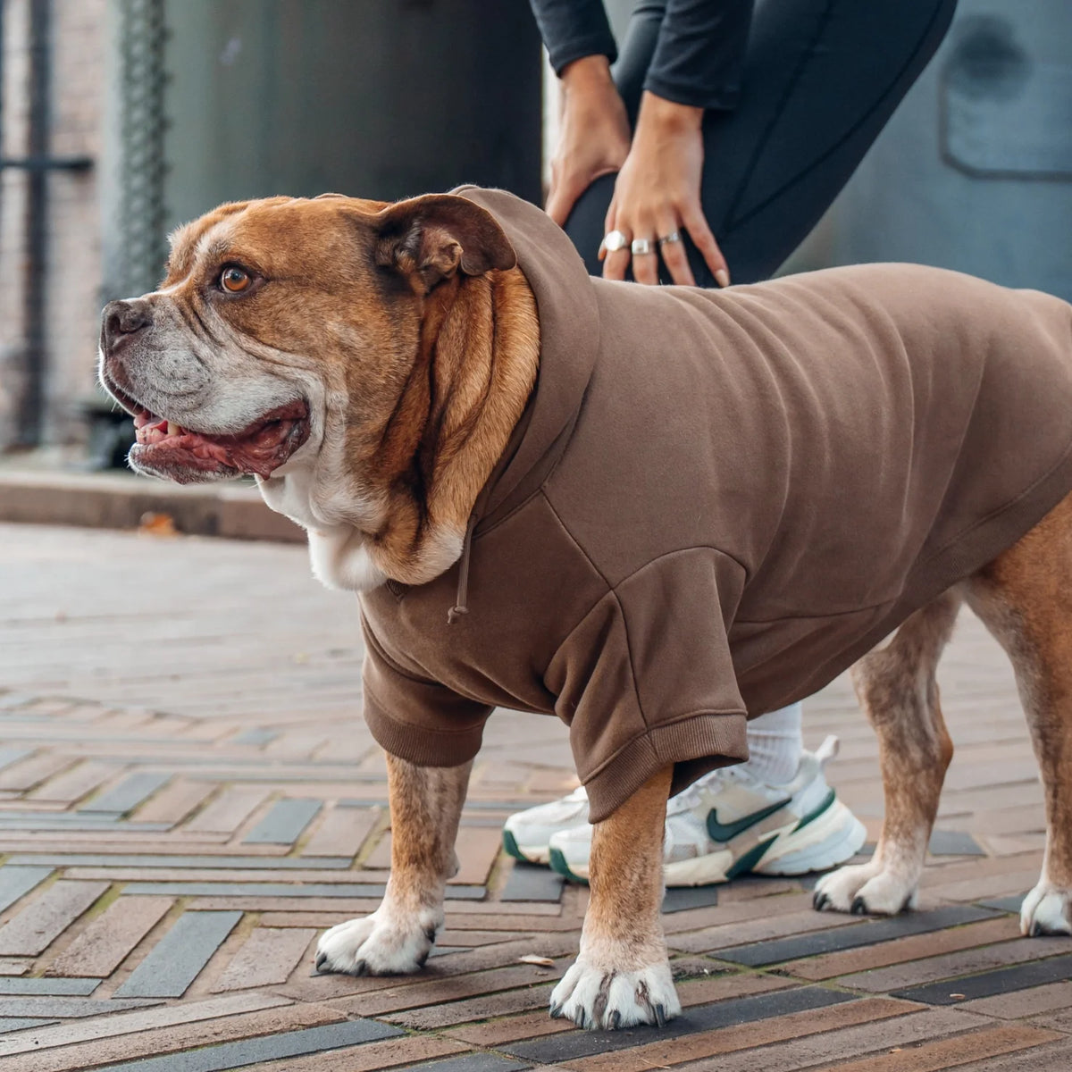 Signature Dog Hoodies - Brown
