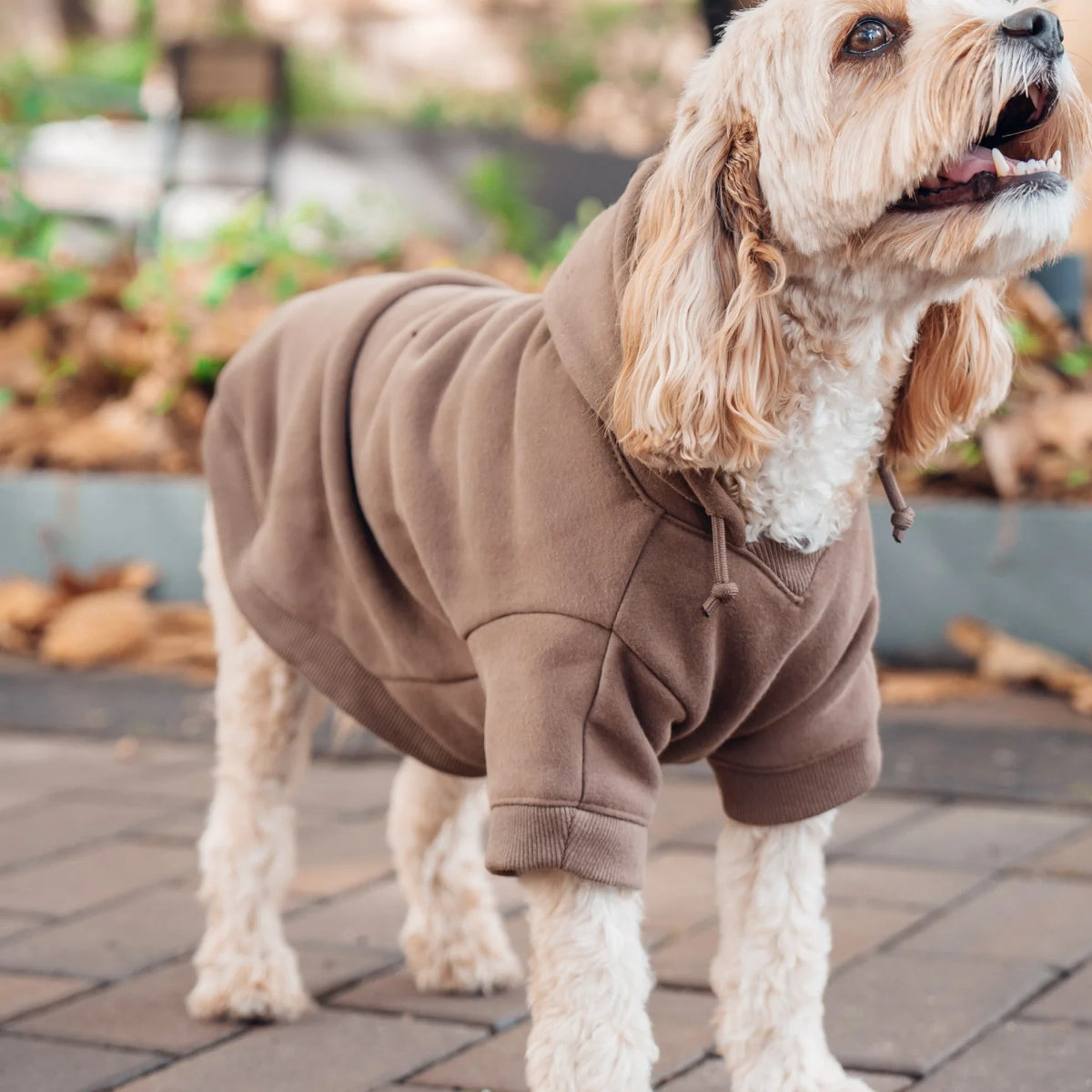 Signature Dog Hoodies - Brown