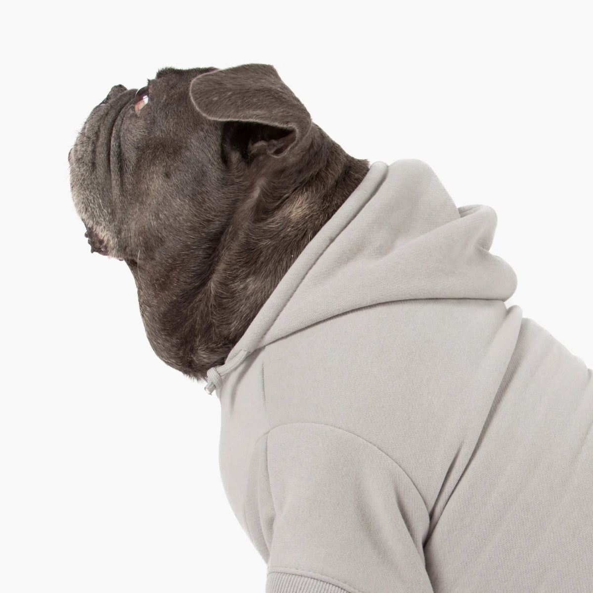 Signature Dog Hoodies - Grey