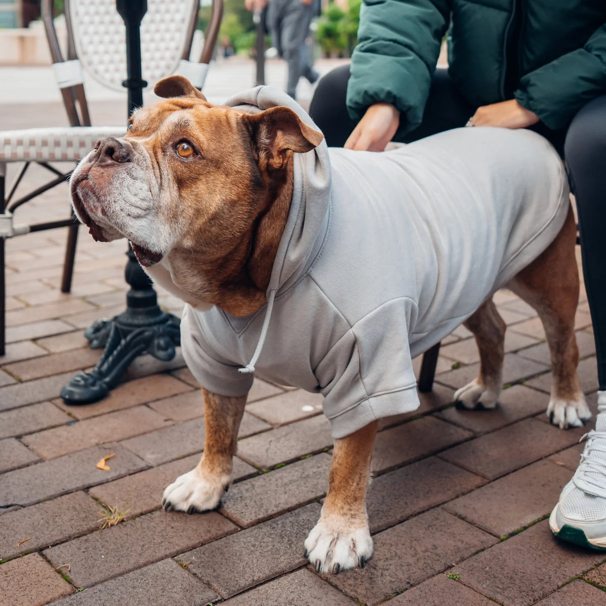 Signature Dog Hoodies - Grey
