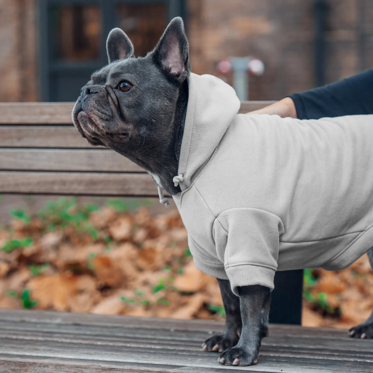 Signature Dog Hoodies - Grey