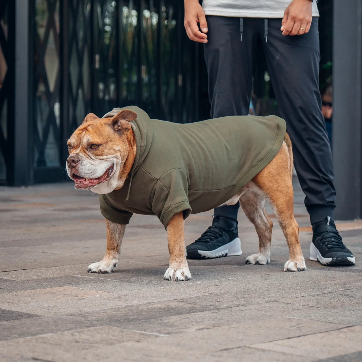 Signature Dog Hoodies - Khaki