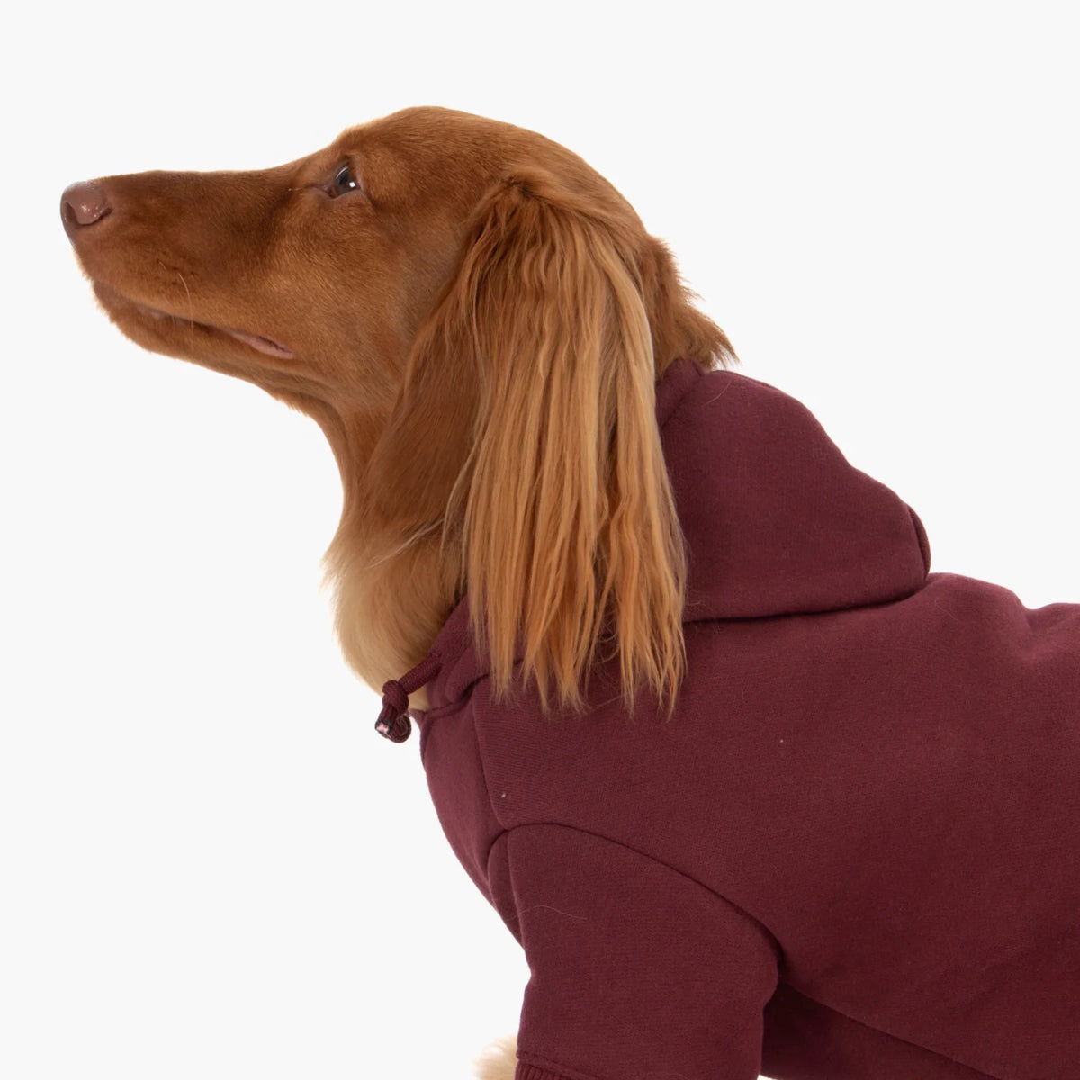 Signature Dog Hoodies - Maroon