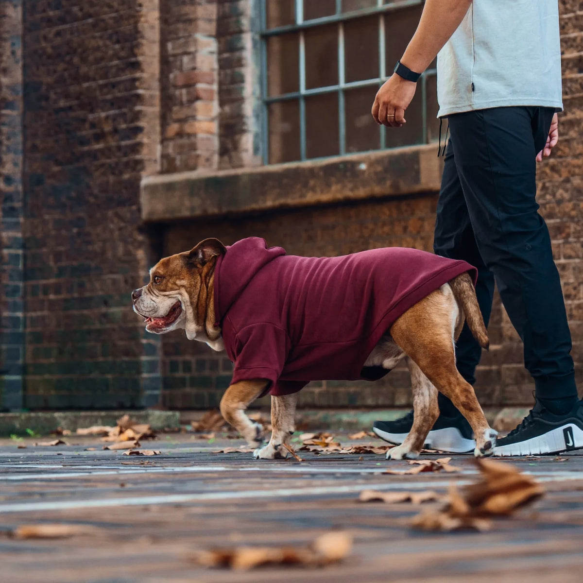 Signature Dog Hoodies - Maroon