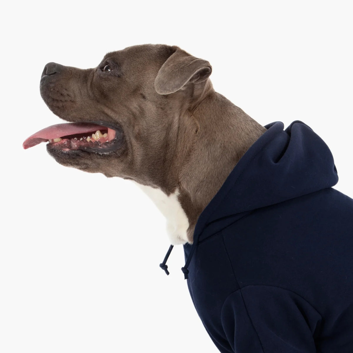 Signature Dog Hoodies - Navy Blue