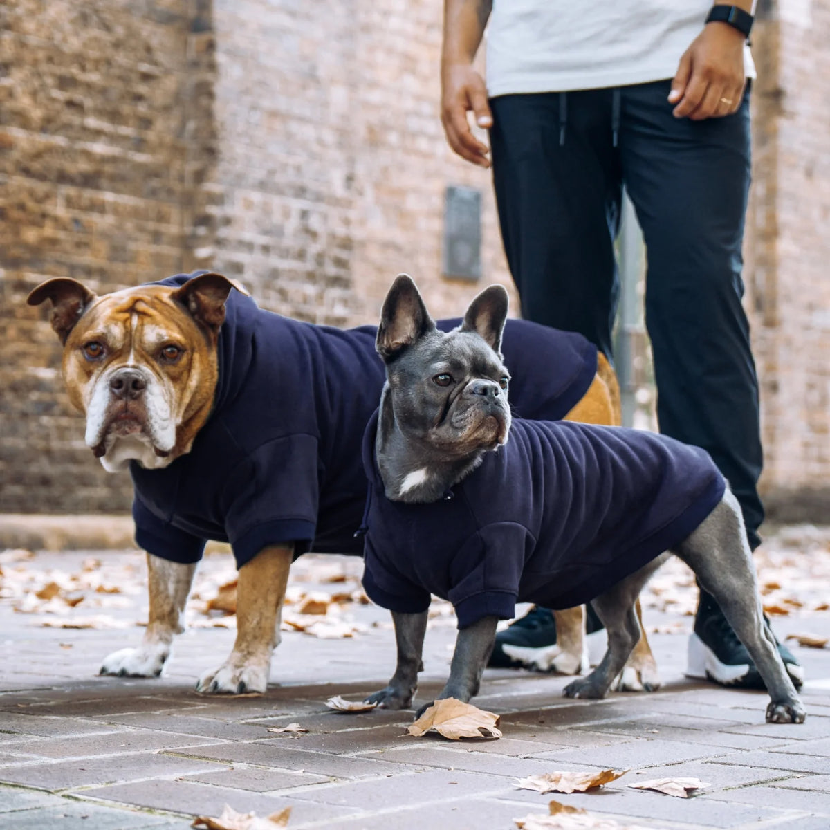 Signature Dog Hoodies - Navy Blue