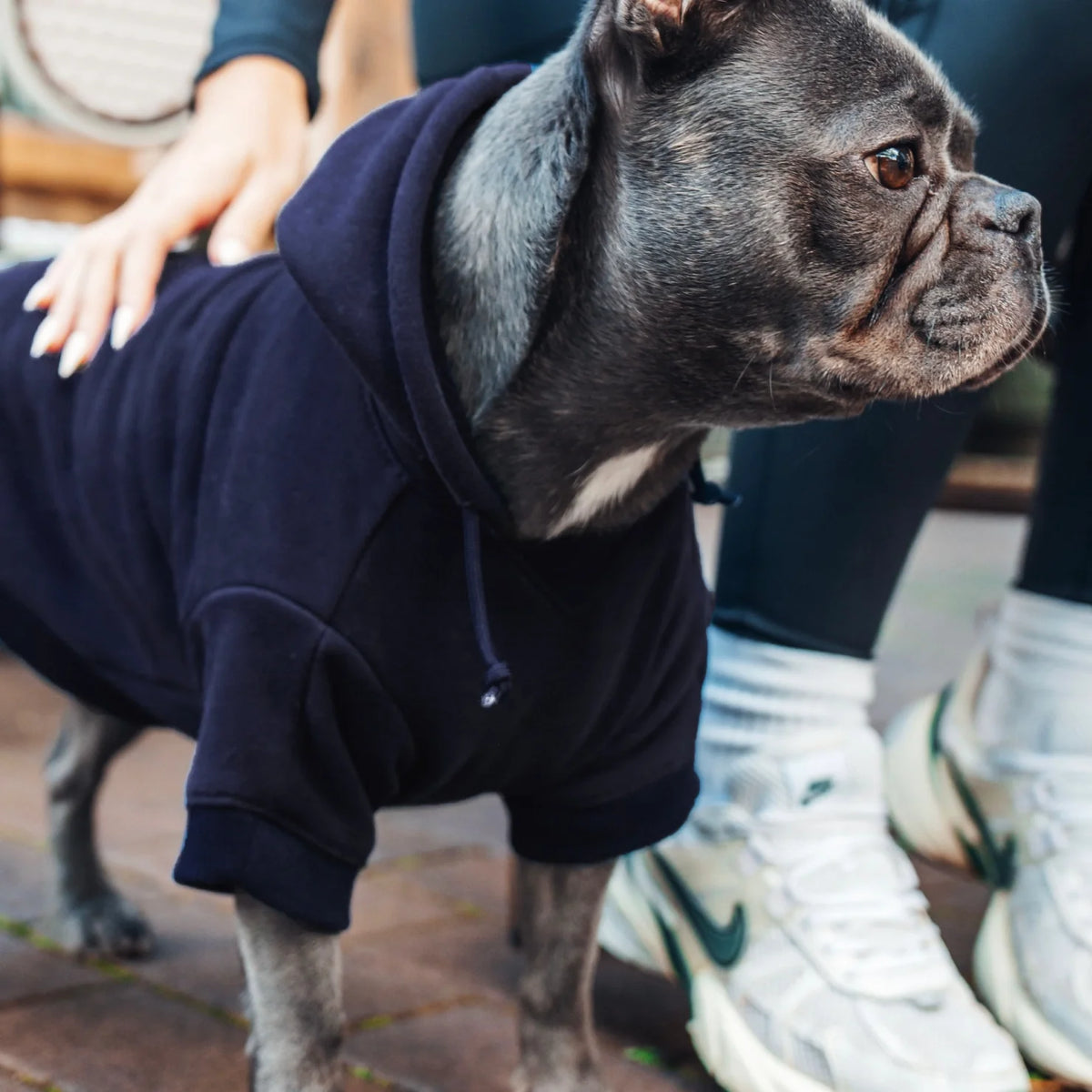 Signature Dog Hoodies - Navy Blue