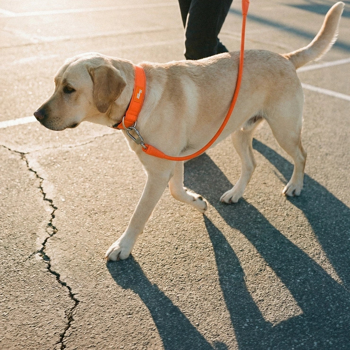 Ultimate No-Pull Bundle - Hi-Vis Orange