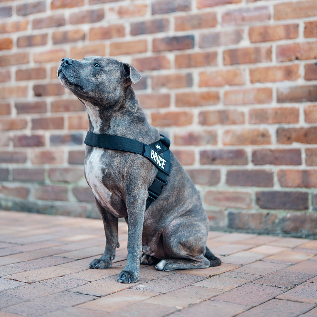 Dog Harness + FREE D-ring
