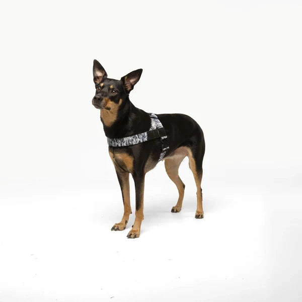 Dog Harness + FREE D-ring