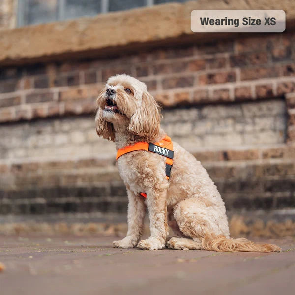 Dog Harness + FREE D-ring